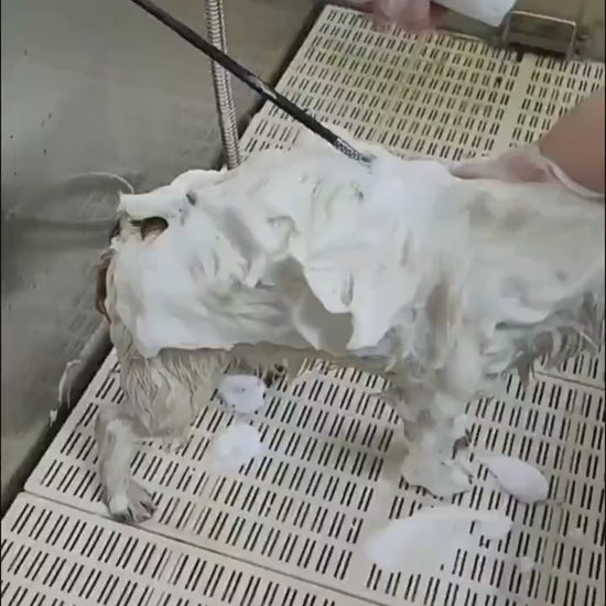 Bubble cat machine in use